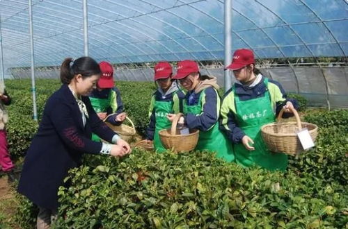 陈学花 深耕沃野20年的山茶花与巨菌草种植者