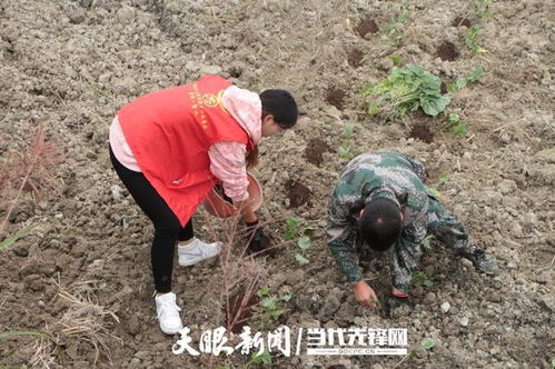 雷山县达地水族乡 小黄牛“种养循环”走出乡村振兴新路径