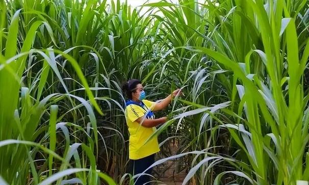 巨菌草如何被107国疯抢?中国方案让全球沉默