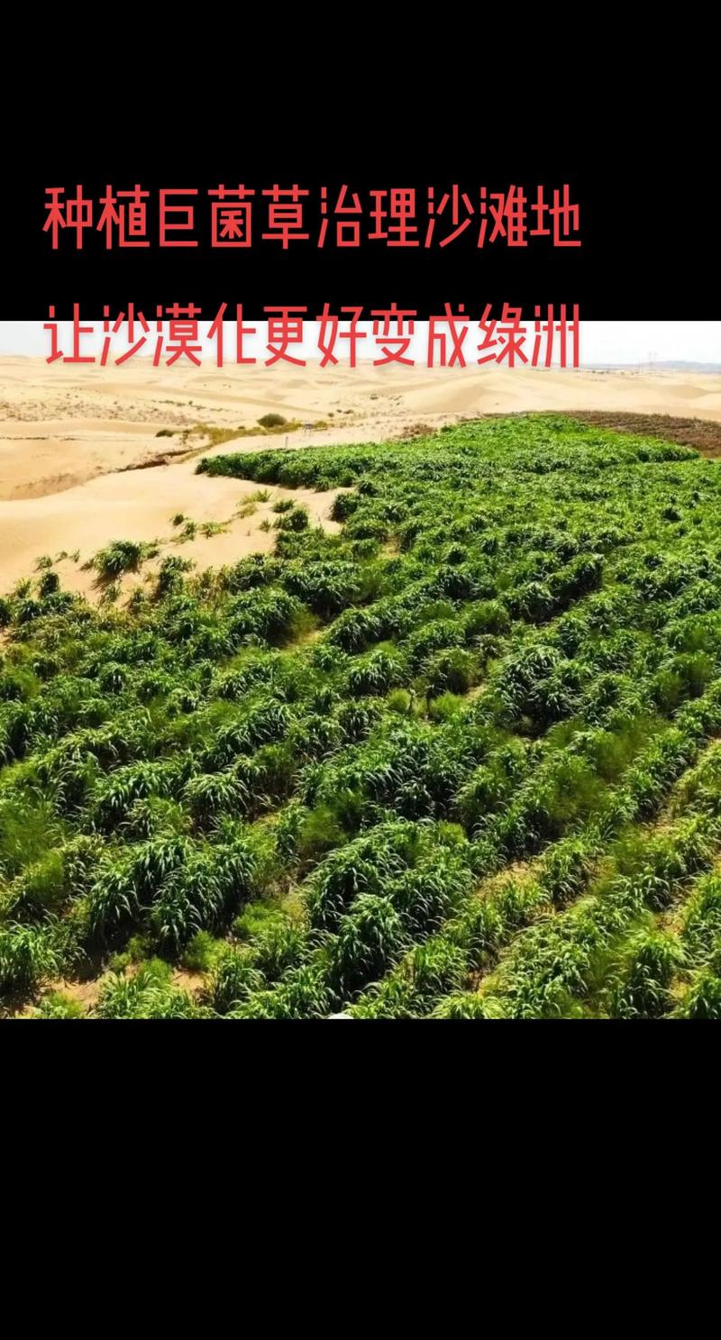 种植巨菌草治理沙滩地,让沙漠化更好变成绿洲