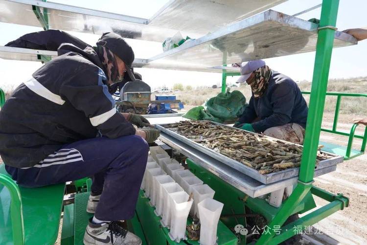 热火朝天干项目 巨菌草在呼图壁县全面推广种植