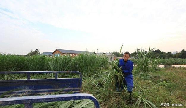 高产巨菌草:亩产30吨,高7米,一次种植可收割15年