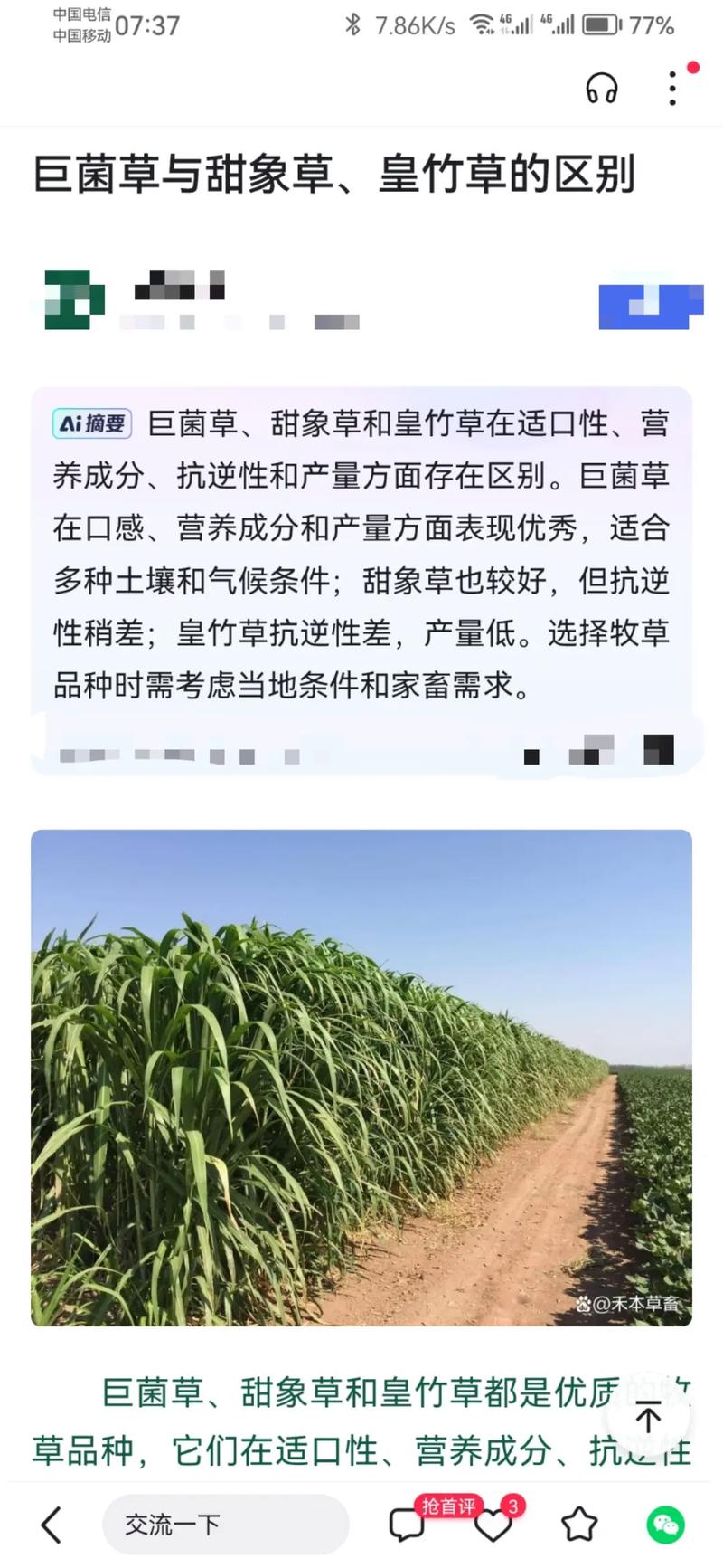 揭秘黄竹草,甜象草,巨菌草的饲养价值和种植价值! - 抖音